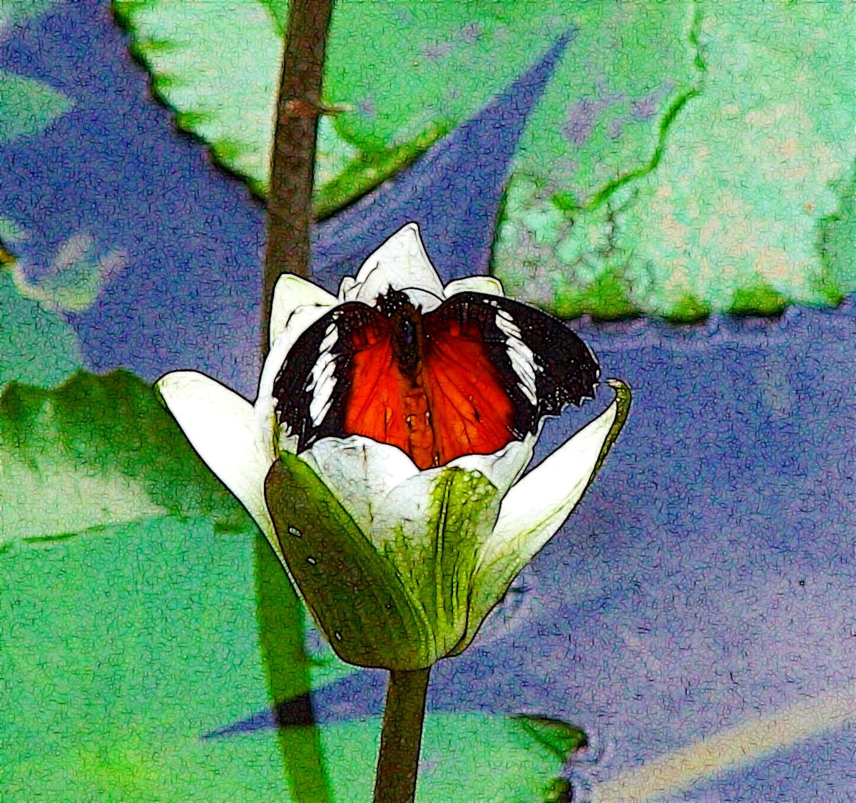 Butterfly in Lotus