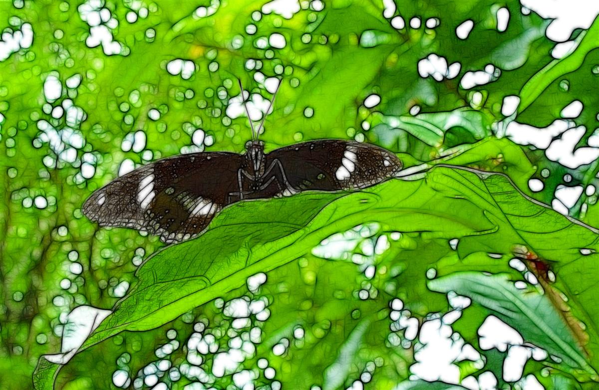 Butterfly in Tree