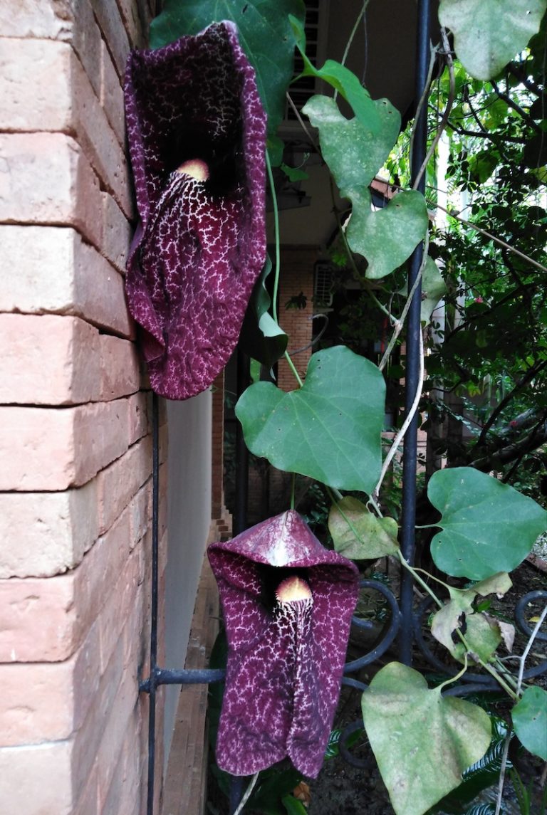 Dutchman’s Pipe