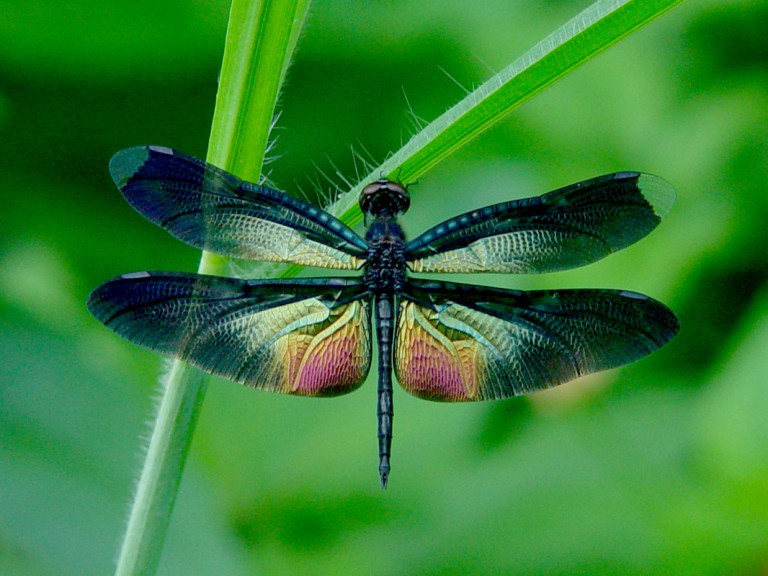 dragonfly